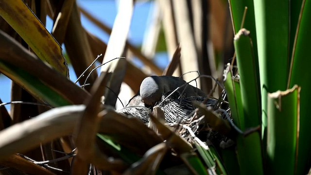 Mourning Dove - ML590372141