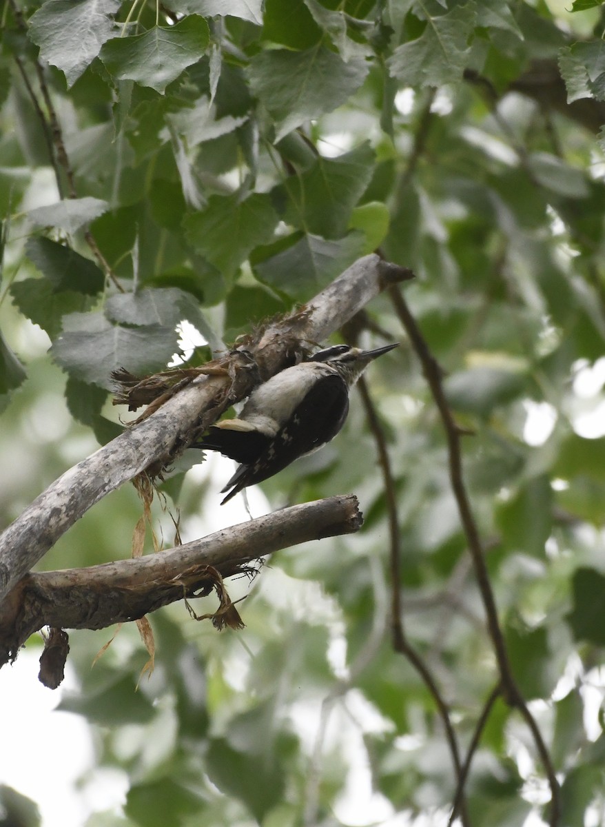 Hairy Woodpecker (Rocky Mts.) - ML590372671