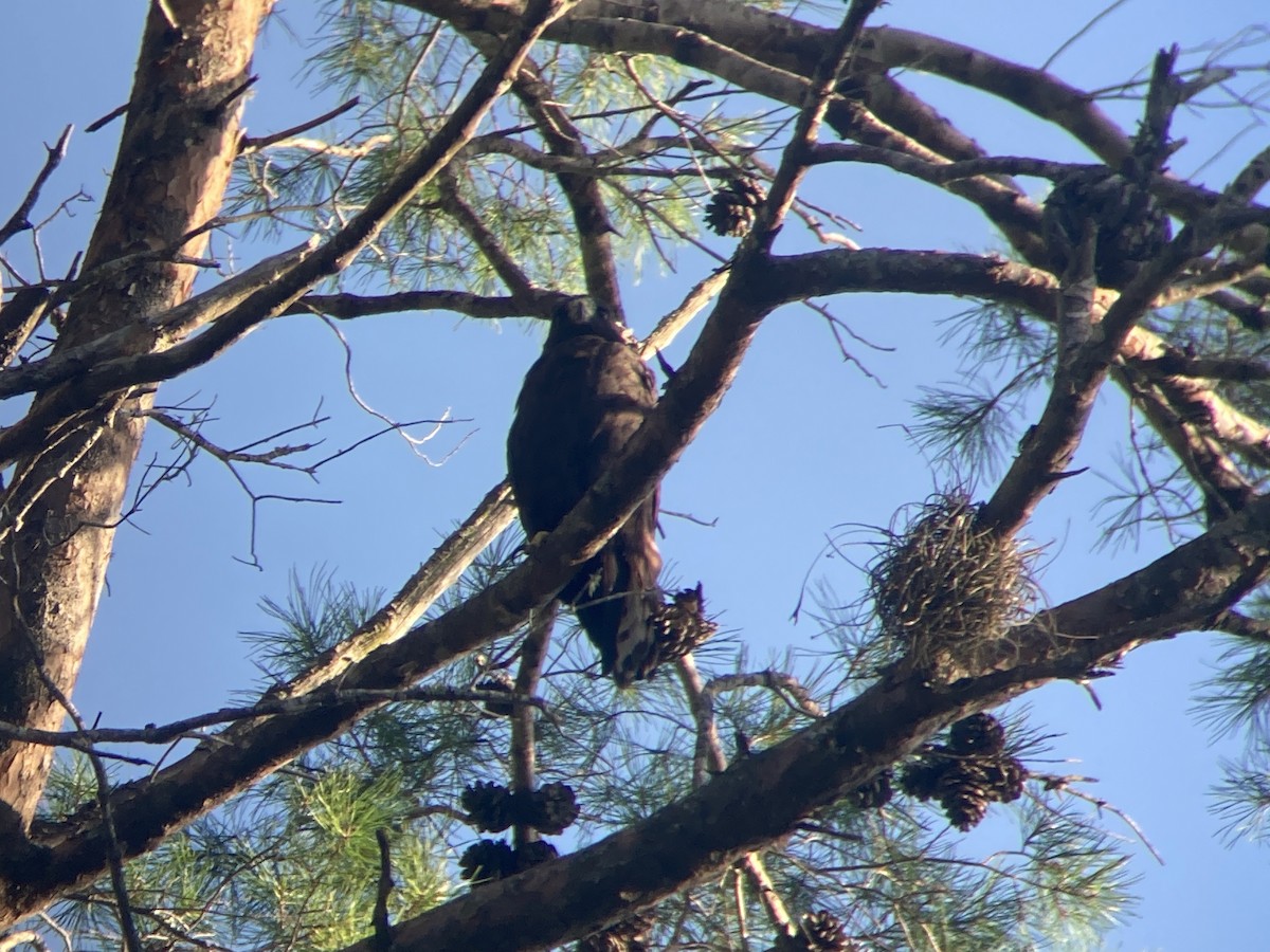 Short-tailed Hawk - ML590373181