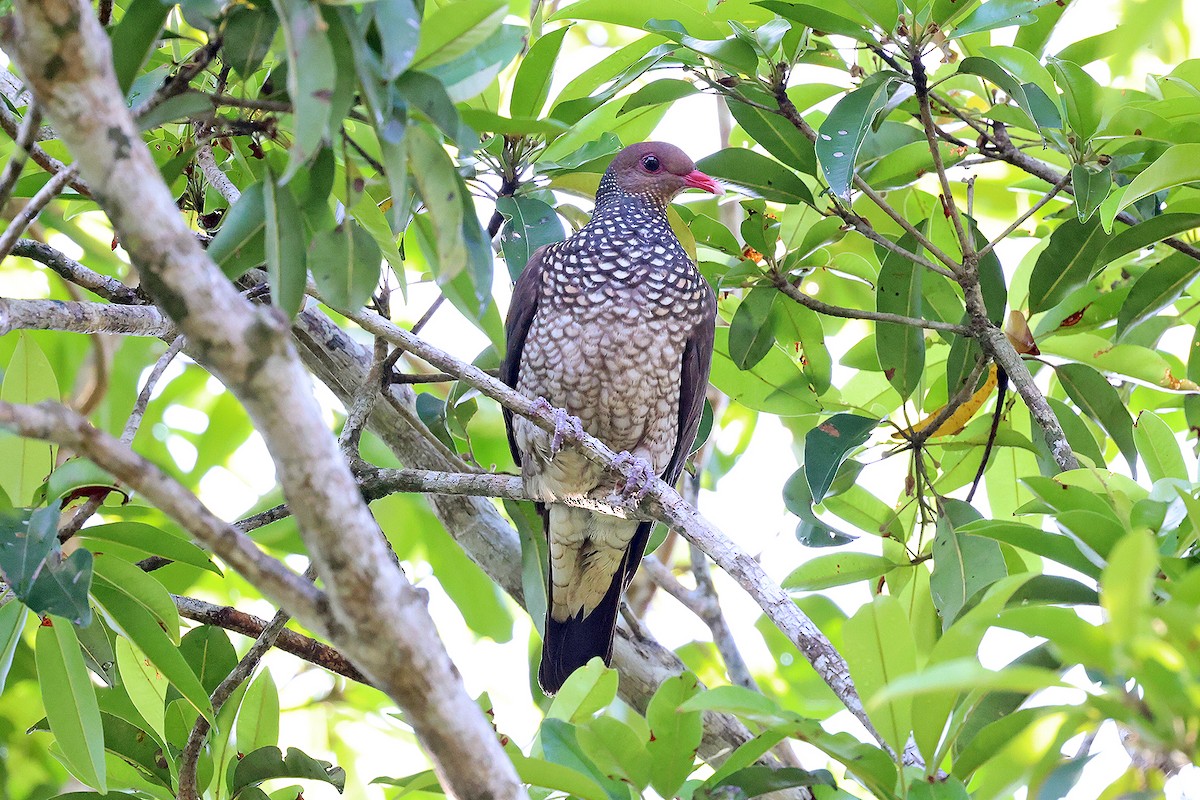 Scaled Pigeon - ML590373531