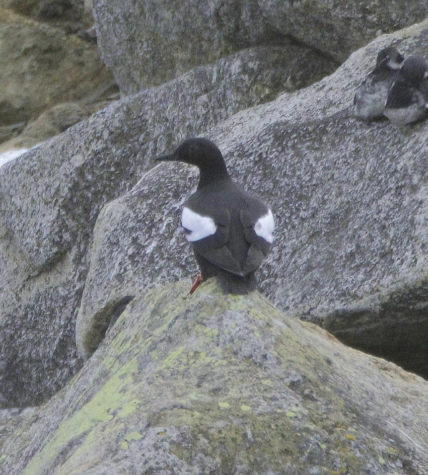 Pigeon Guillemot - ML590373971