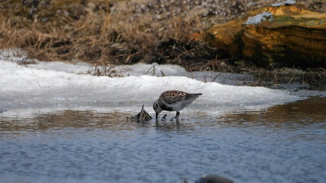 Rock Sandpiper - ML590374241