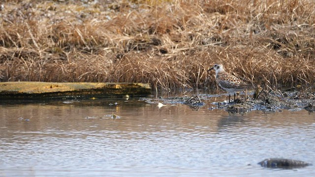 Bécasseau des Aléoutiennes - ML590374481