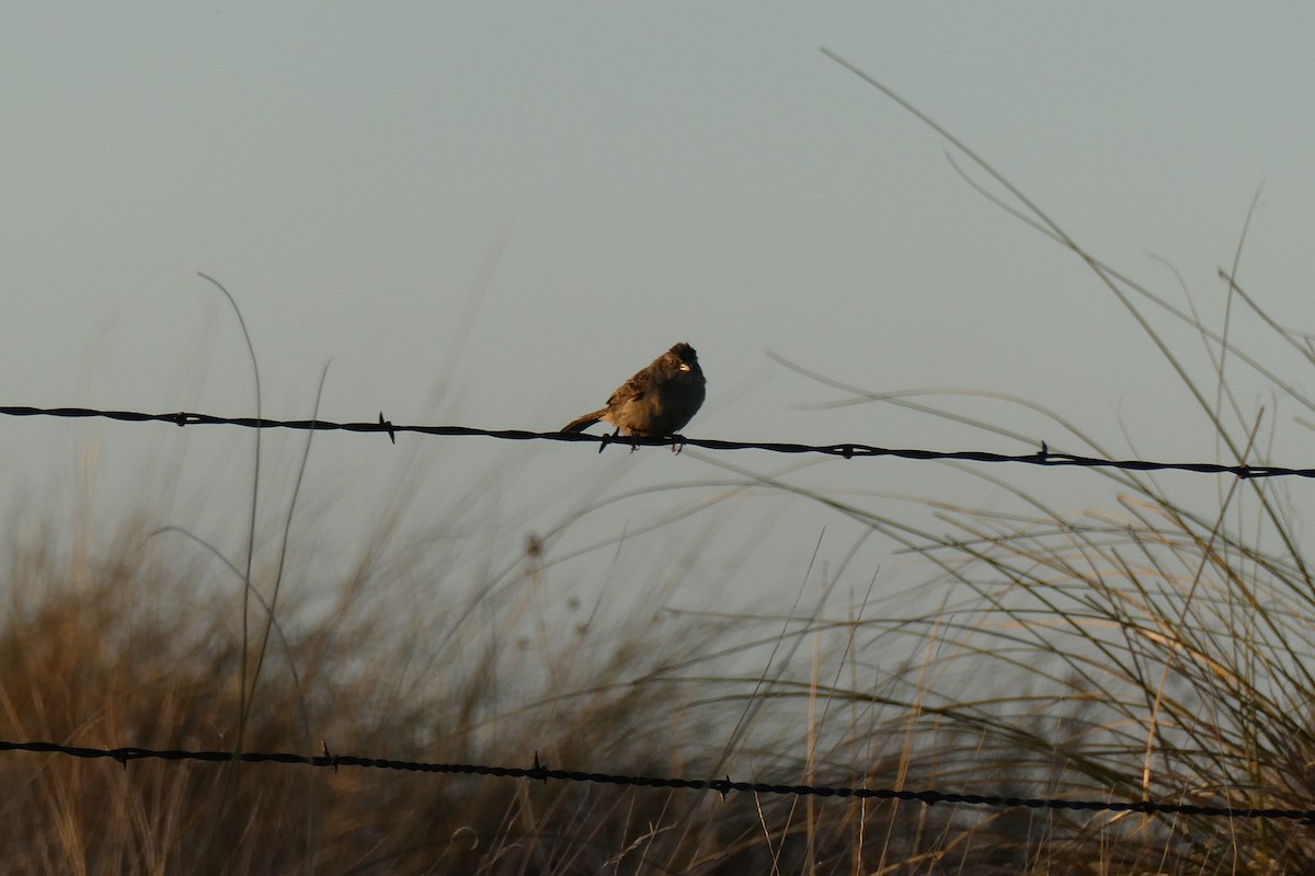 Cassin's Sparrow - ML590375101