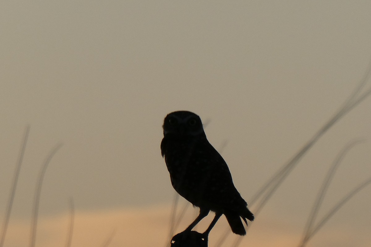 Burrowing Owl - ML590375111