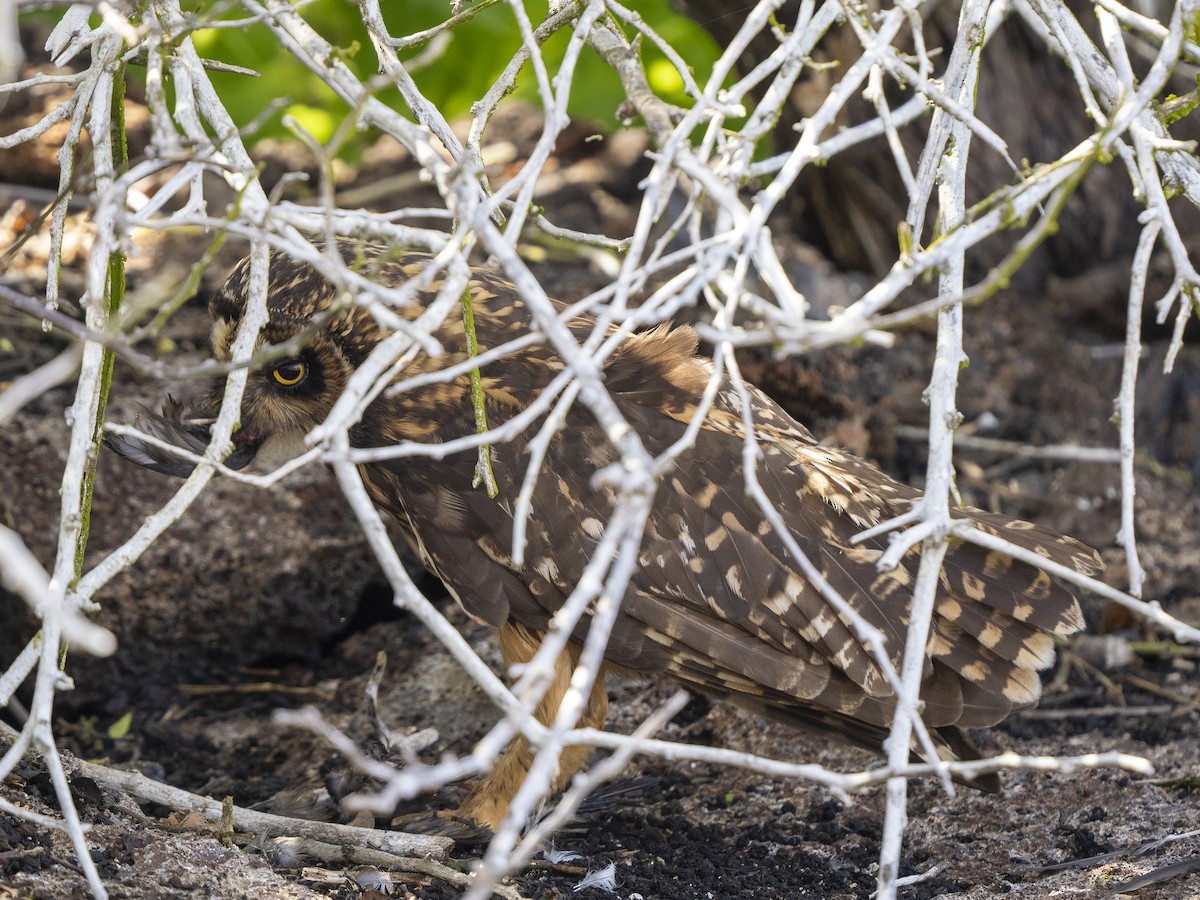 Short-eared Owl (Galapagos) - Steven Hunter