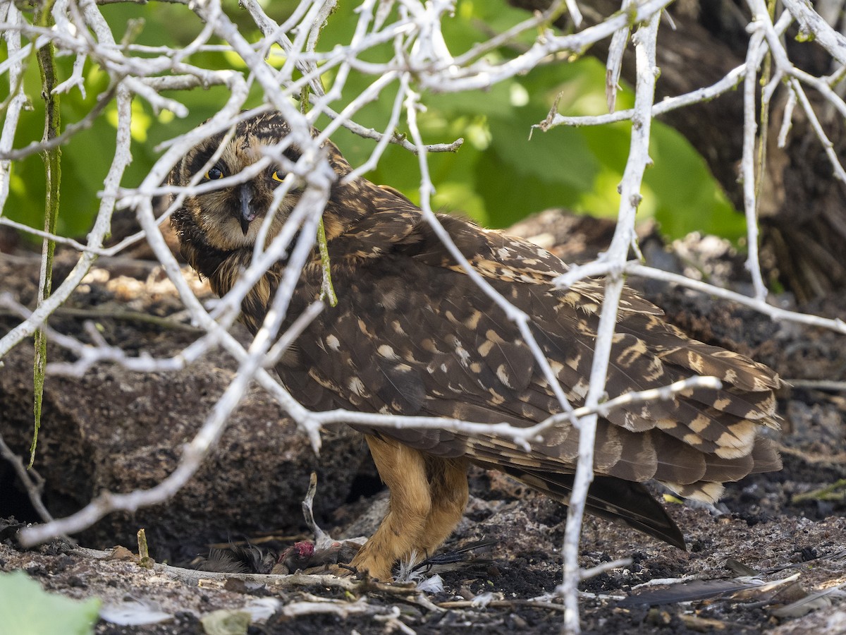 Short-eared Owl (Galapagos) - Steven Hunter