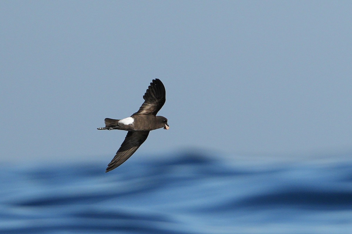 Wilson's Storm-Petrel - ML590376051