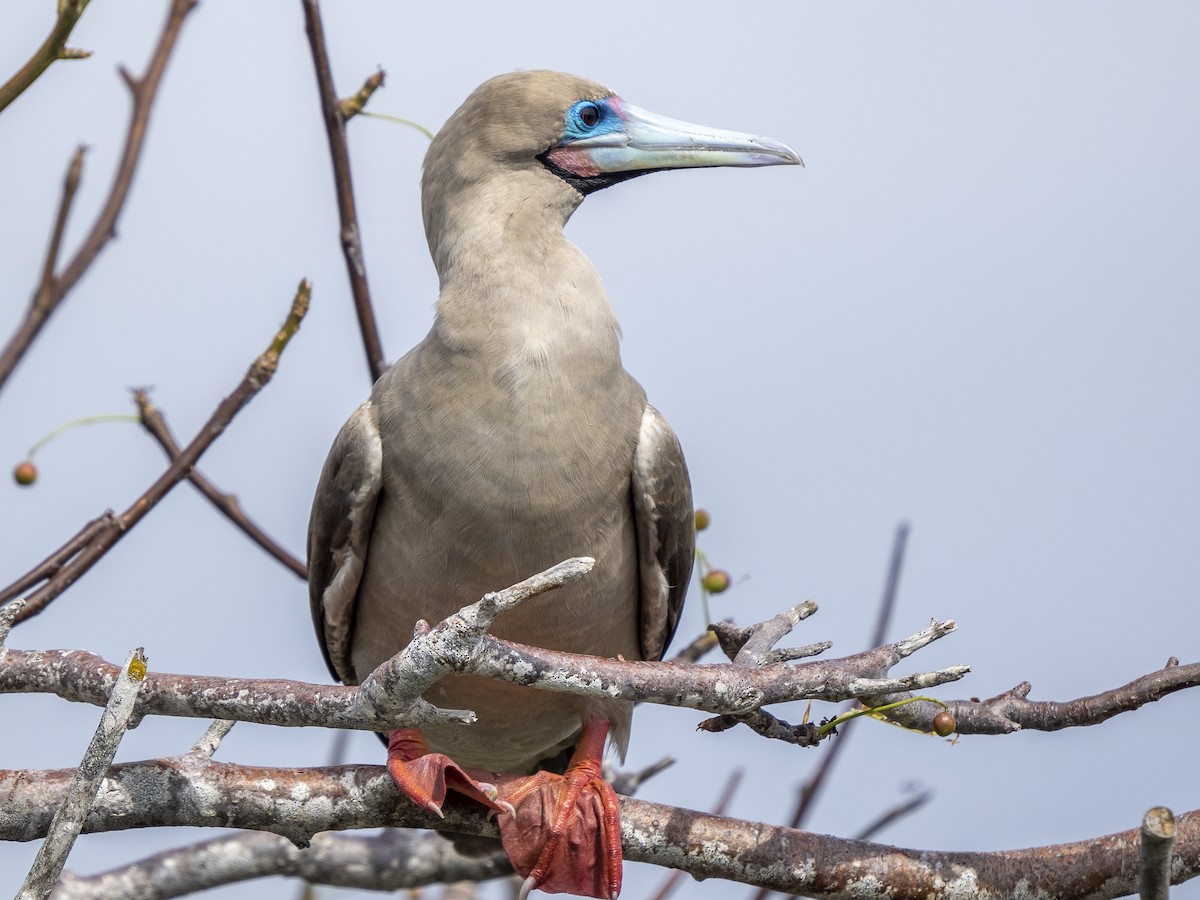 Red-footed Booby (Eastern Pacific) - ML590376221