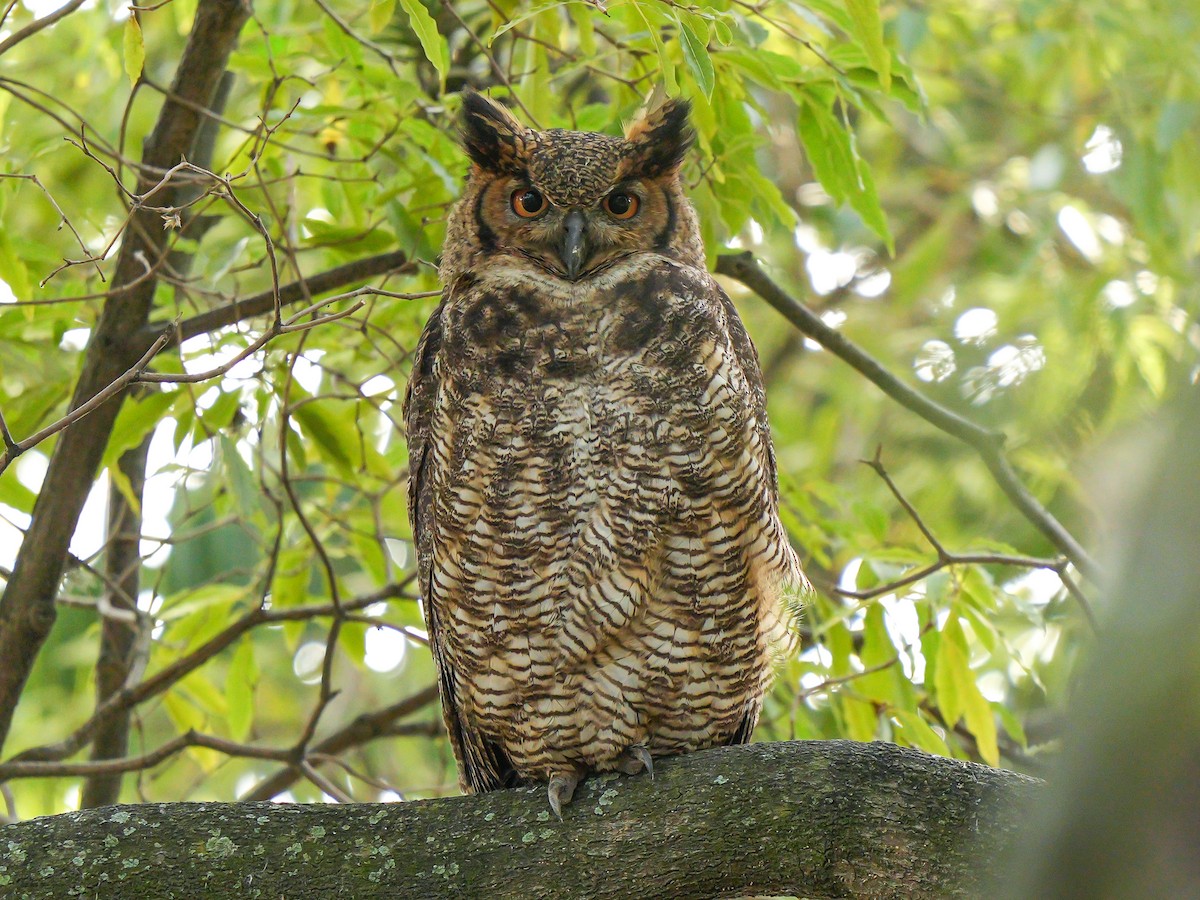 Great Horned Owl - Luis Piñeyrua