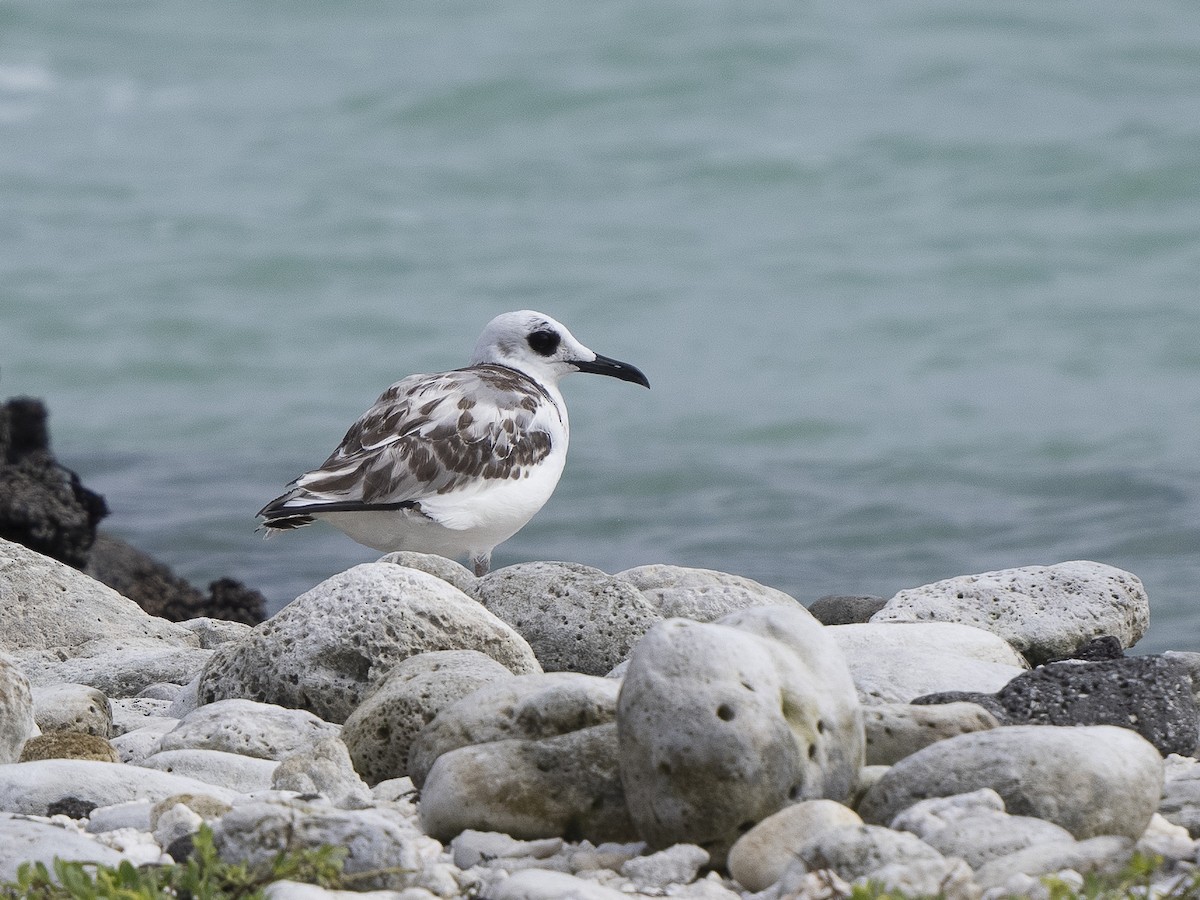 Mouette à queue fourchue - ML590377061