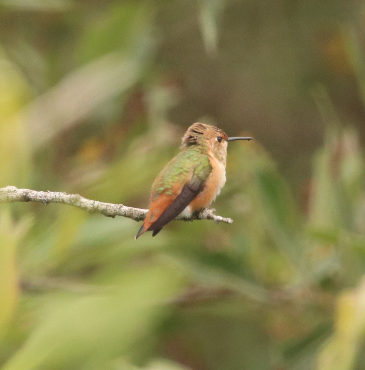 Allen's Hummingbird - Rachel Street