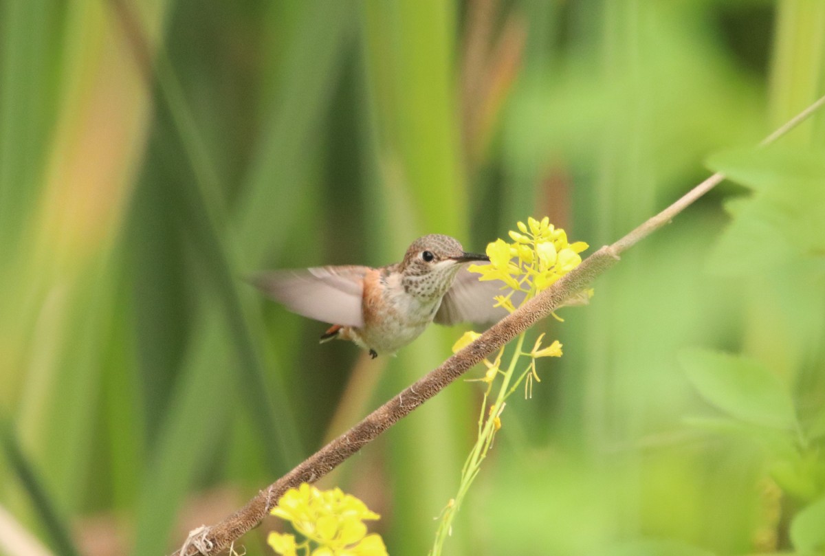 Allen's Hummingbird - Rachel Street