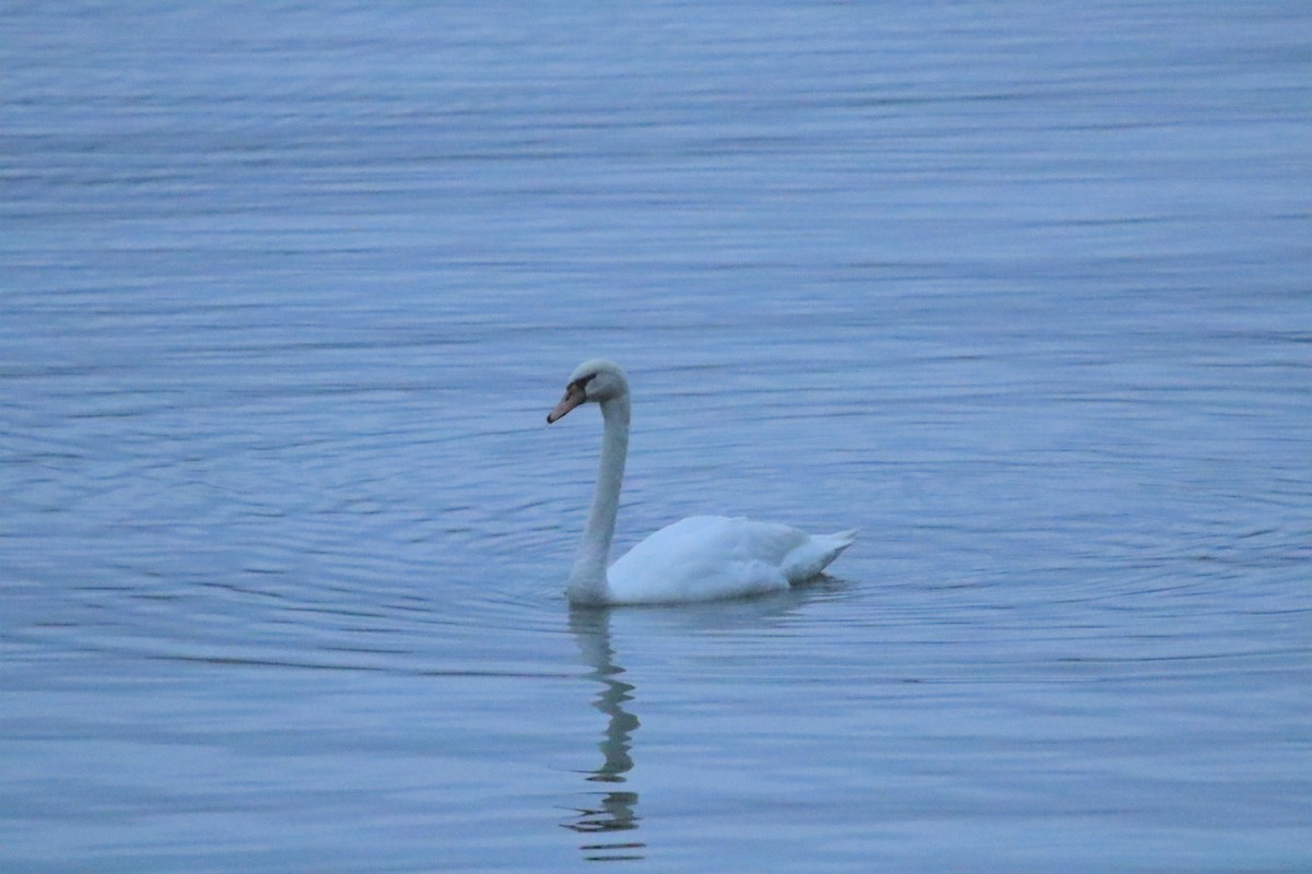 Mute Swan - ML590377671