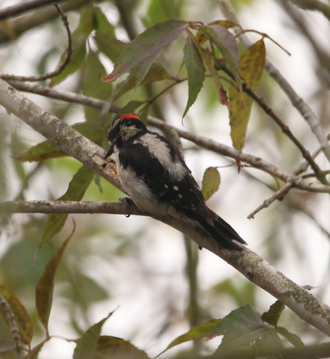 Downy Woodpecker - Rachel Street