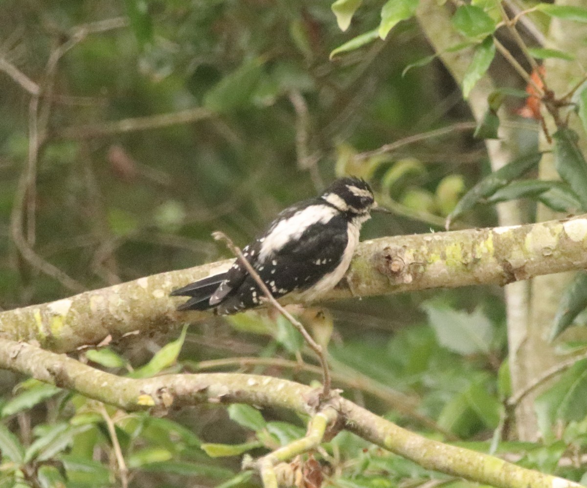 Downy Woodpecker - Rachel Street