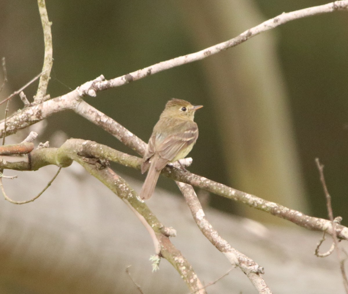 Western Flycatcher (Pacific-slope) - ML590377771