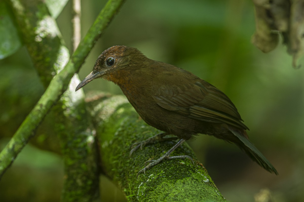 South American Leaftosser (Atlantic) - ML590377921