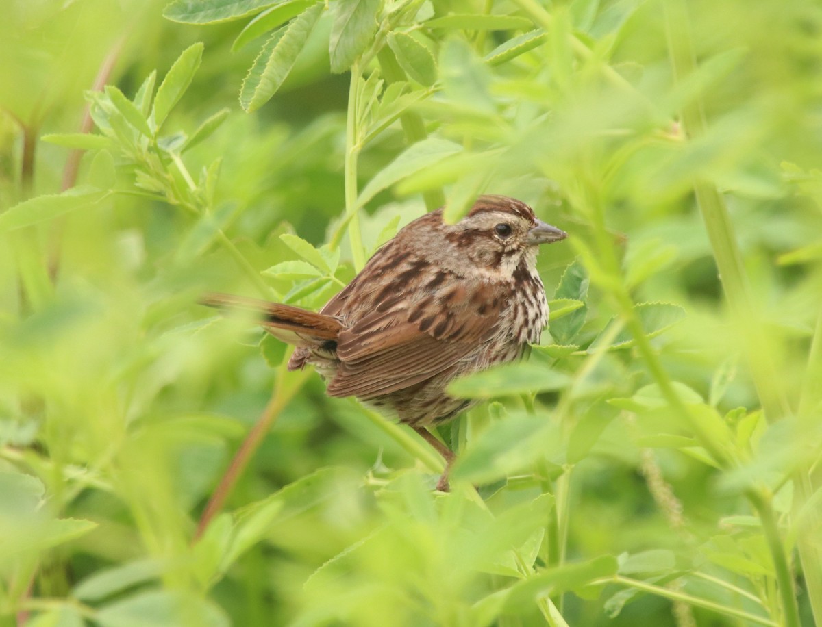 Song Sparrow - ML590378011