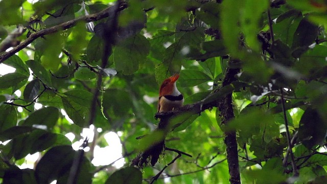 Collared Puffbird - ML590378061