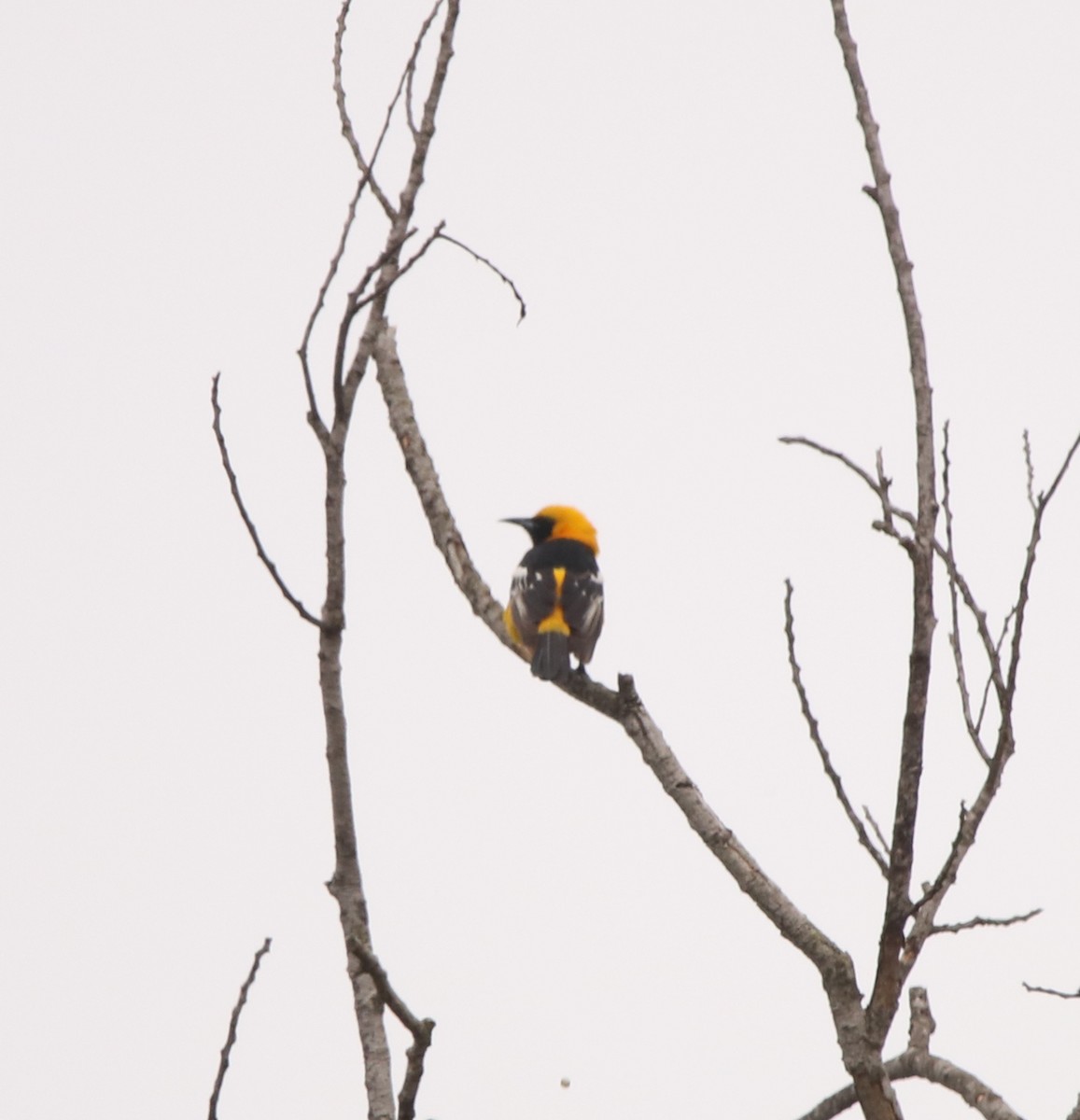 Hooded Oriole - ML590378131