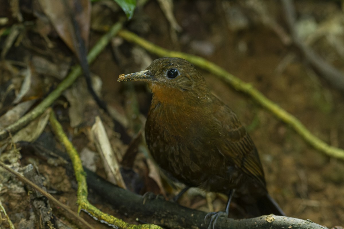 South American Leaftosser (Atlantic) - ML590378581