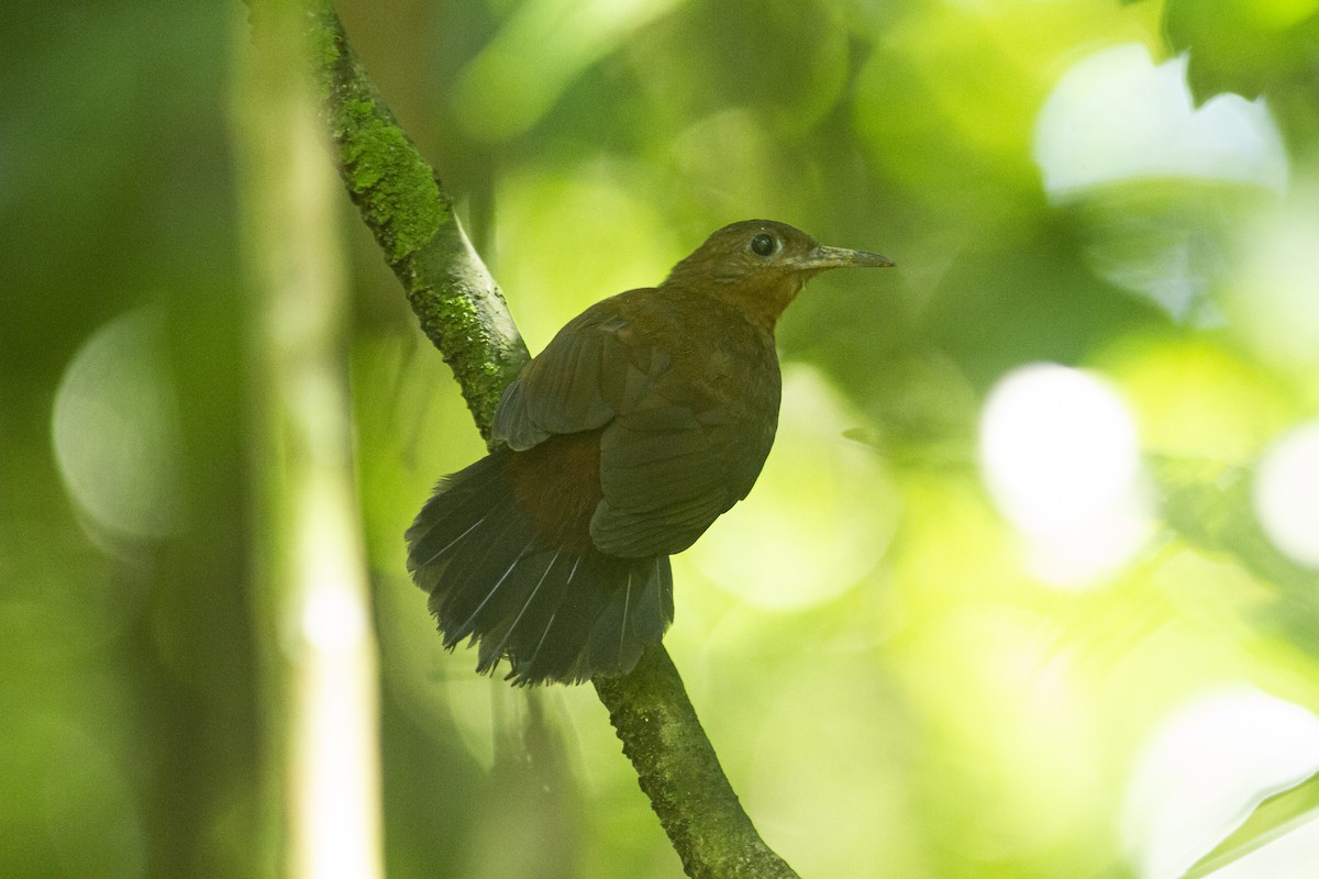 South American Leaftosser (Atlantic) - Henry Miller Alexandre