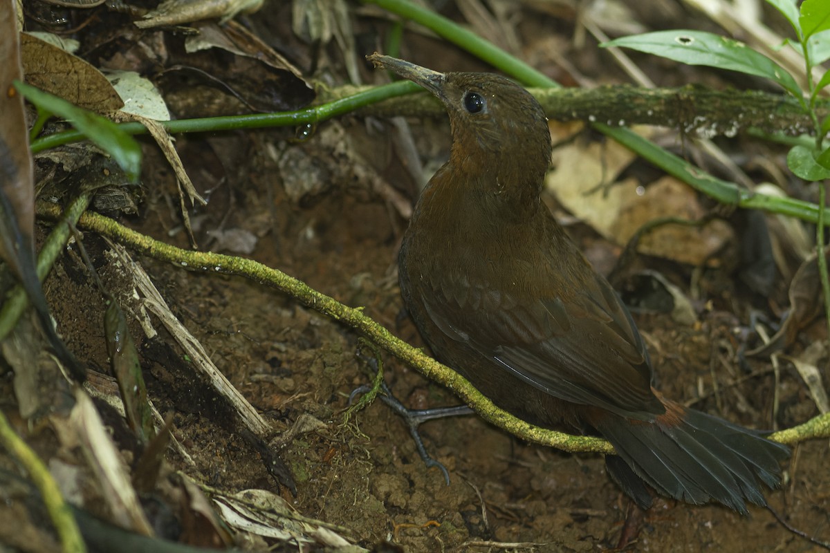 South American Leaftosser (Atlantic) - ML590378671