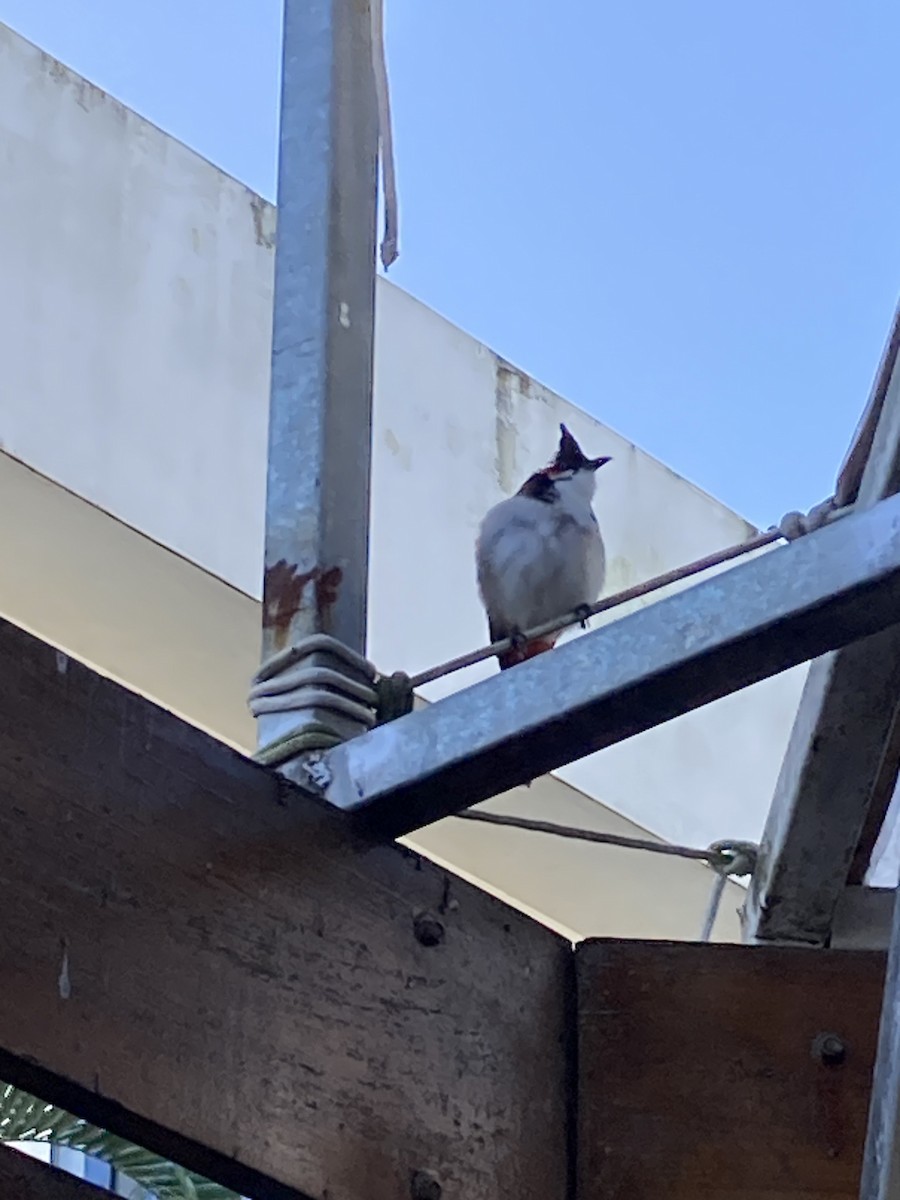 Red-whiskered Bulbul - ML590378901