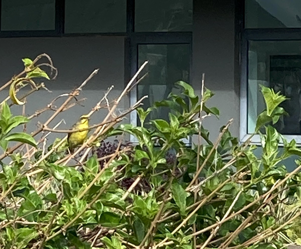 Yellow-fronted Canary - ML590379201