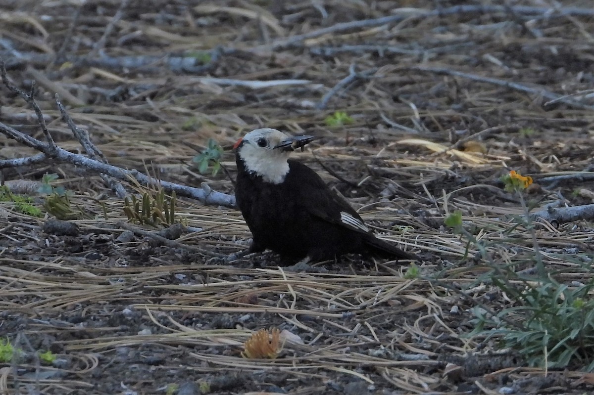 White-headed Woodpecker - ML590379881