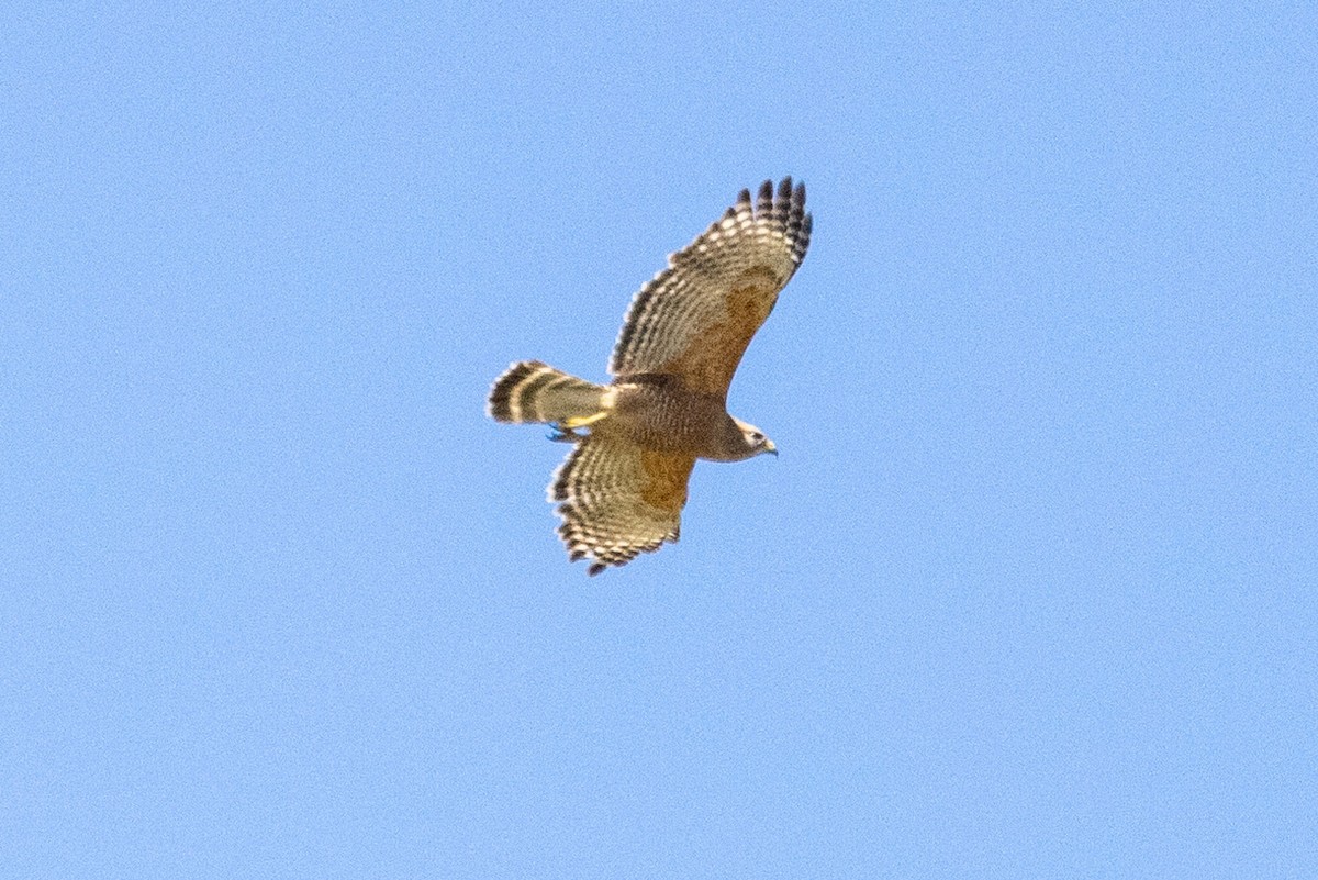 Red-shouldered Hawk - ML590380681