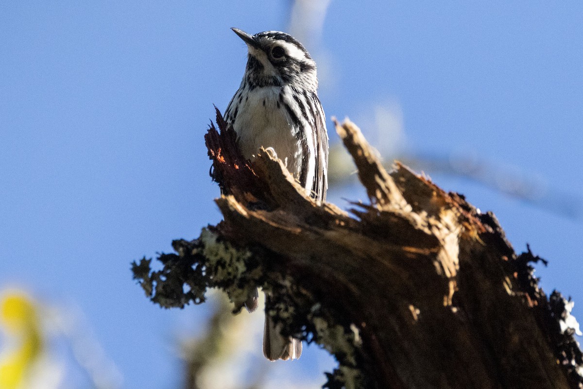 Black-and-white Warbler - ML590380781