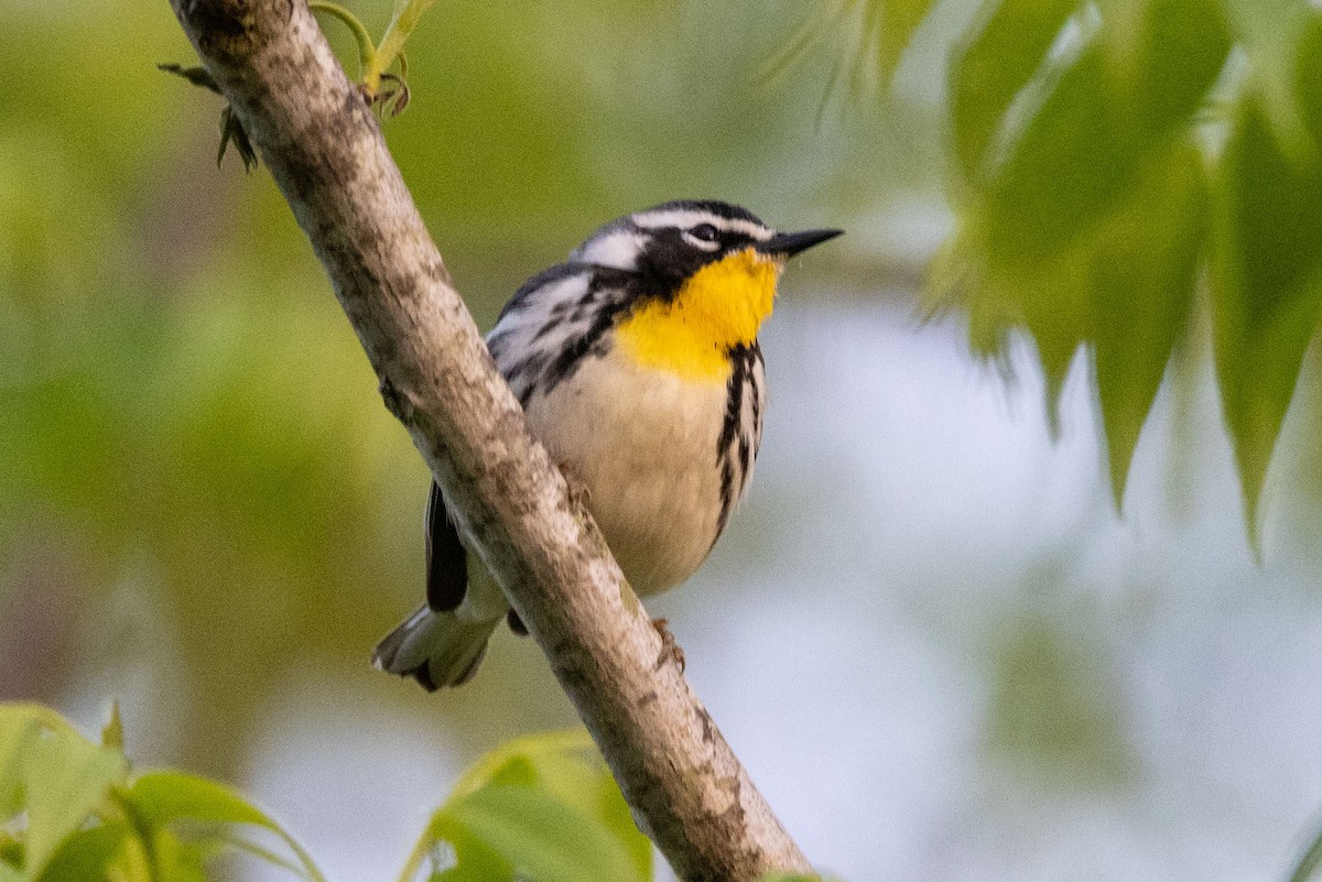 Yellow-throated Warbler - ML590380861
