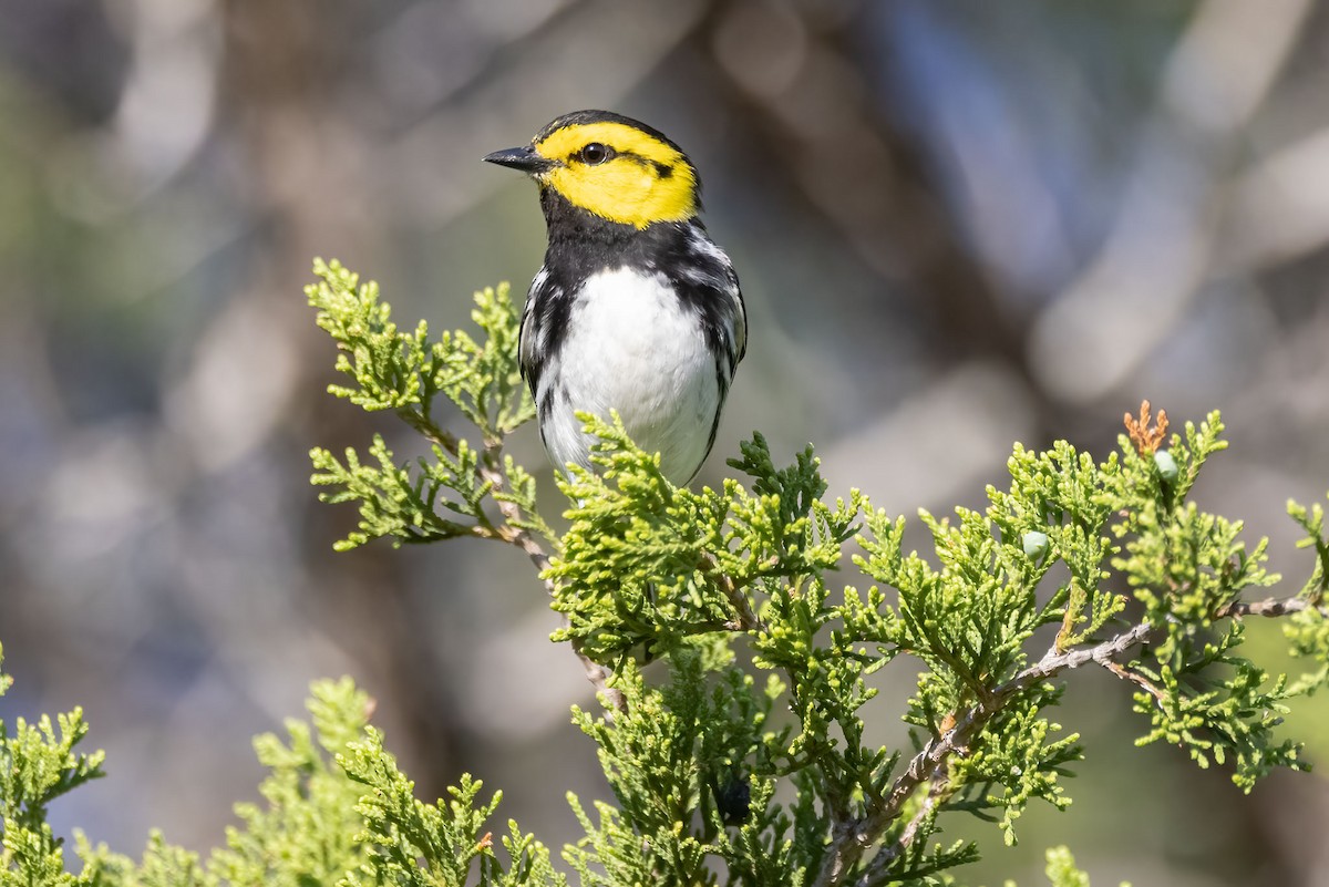 Golden-cheeked Warbler - ML590380951