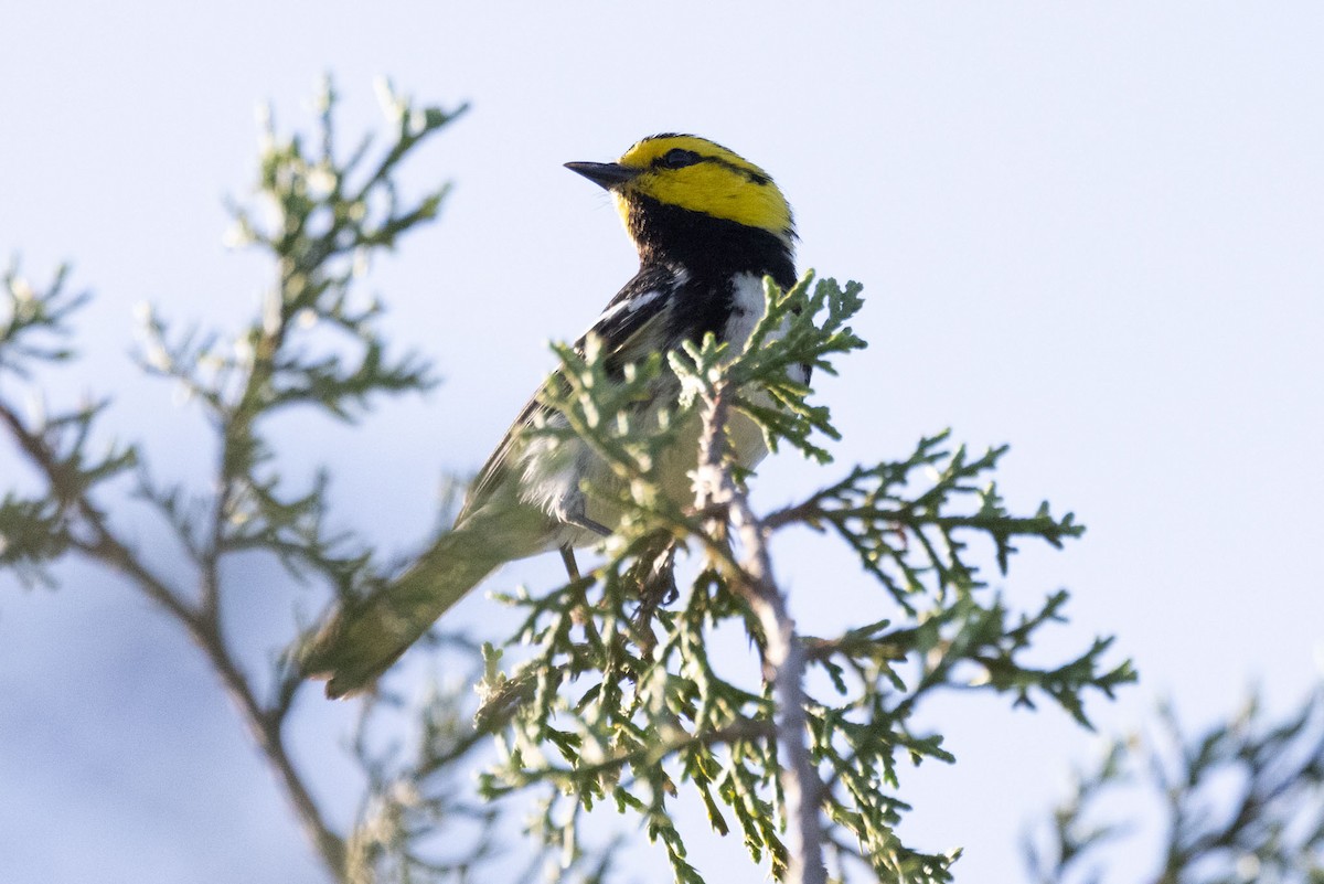 Golden-cheeked Warbler - ML590380961