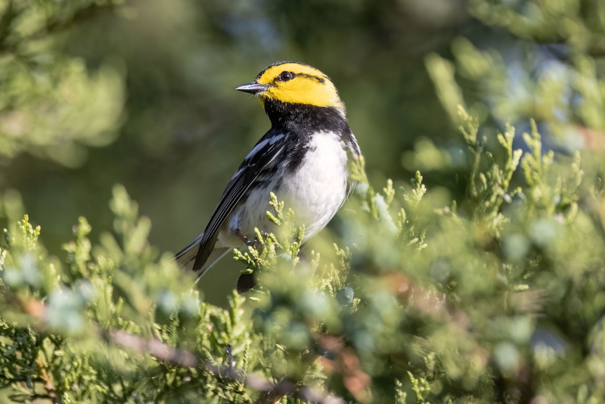 Golden-cheeked Warbler - ML590380971