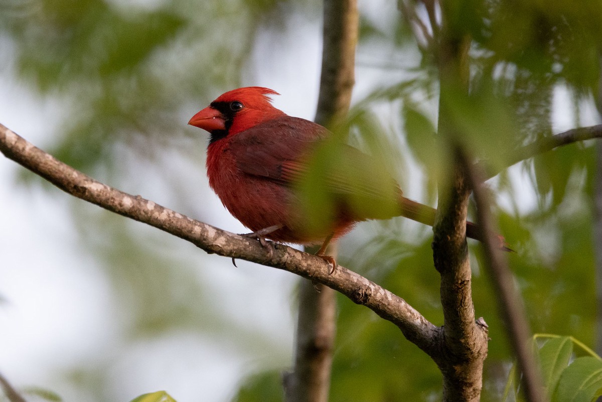 Northern Cardinal - ML590381081