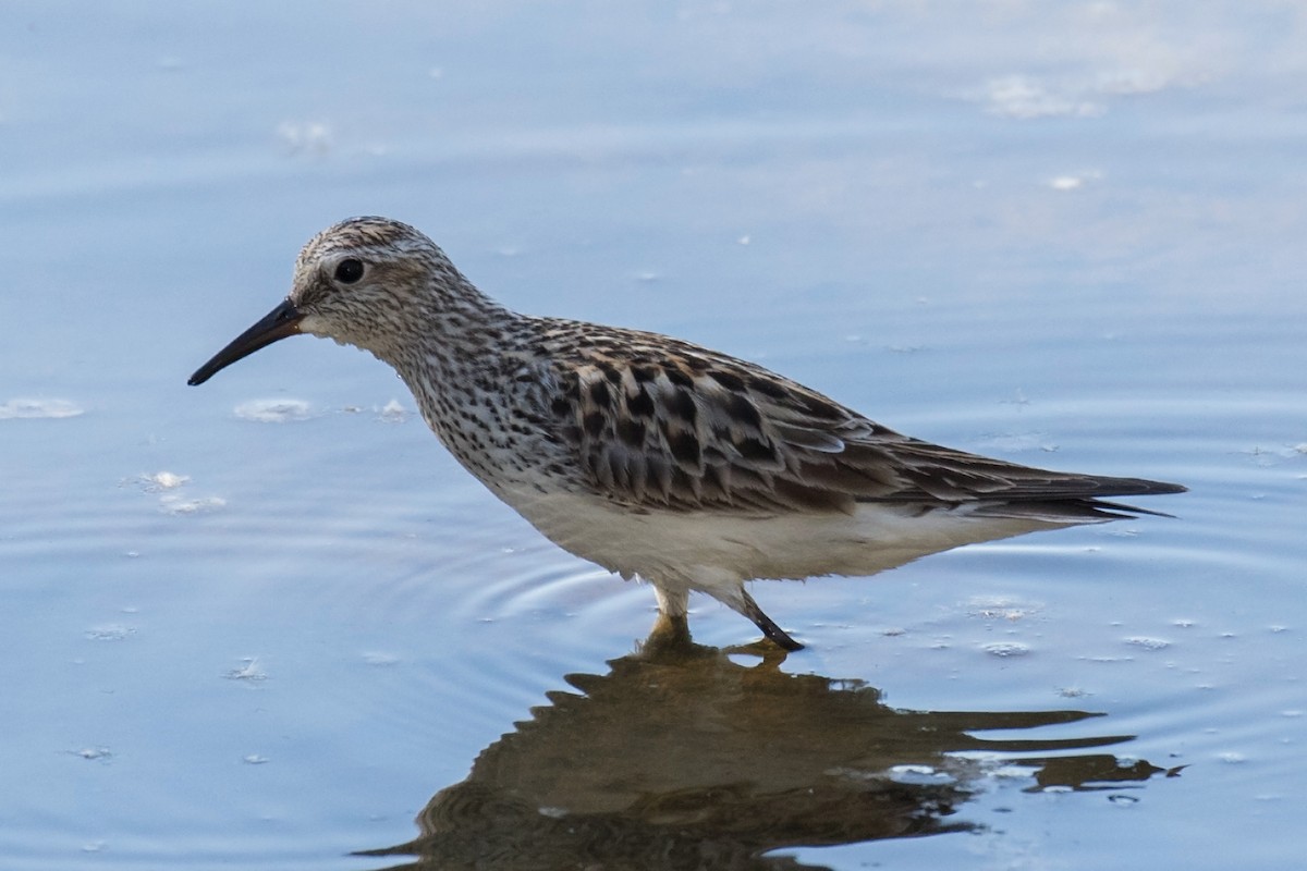 bonapartesnipe - ML59038121