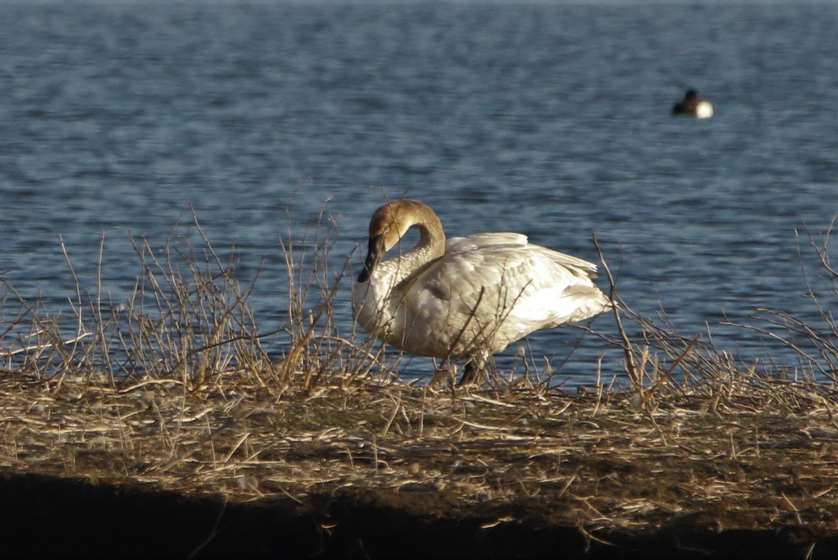 trompetsvane - ML590381581