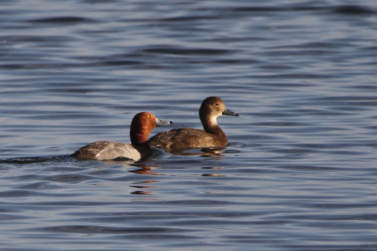 kobberhodeand - ML590381651