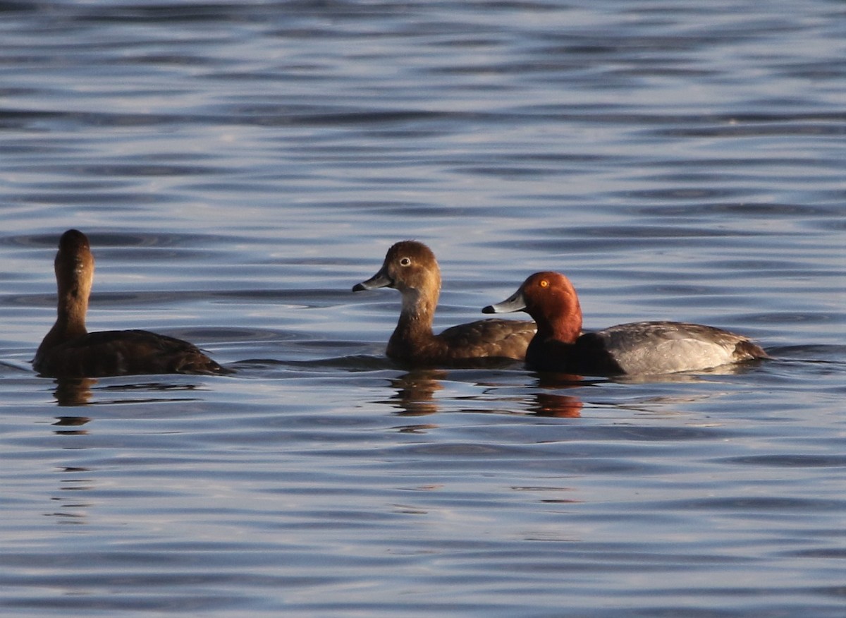 kobberhodeand - ML590381691