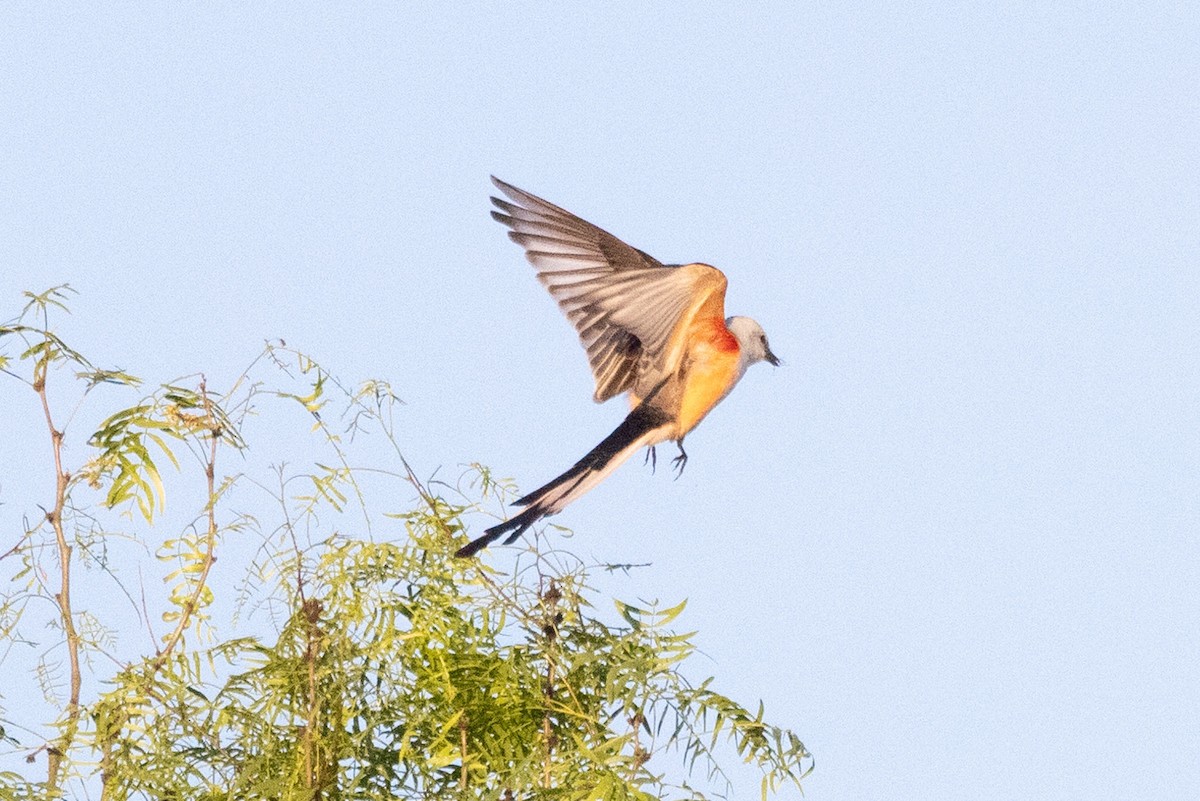 Scissor-tailed Flycatcher - ML590381901