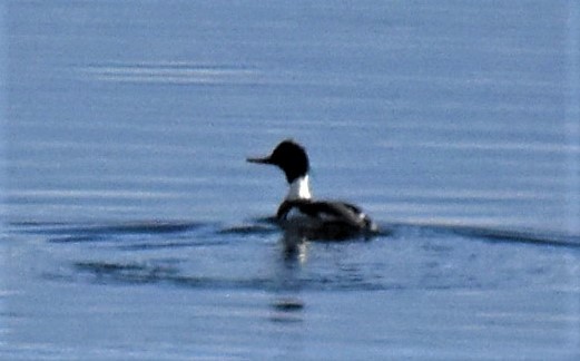 Red-breasted Merganser - ML590382271