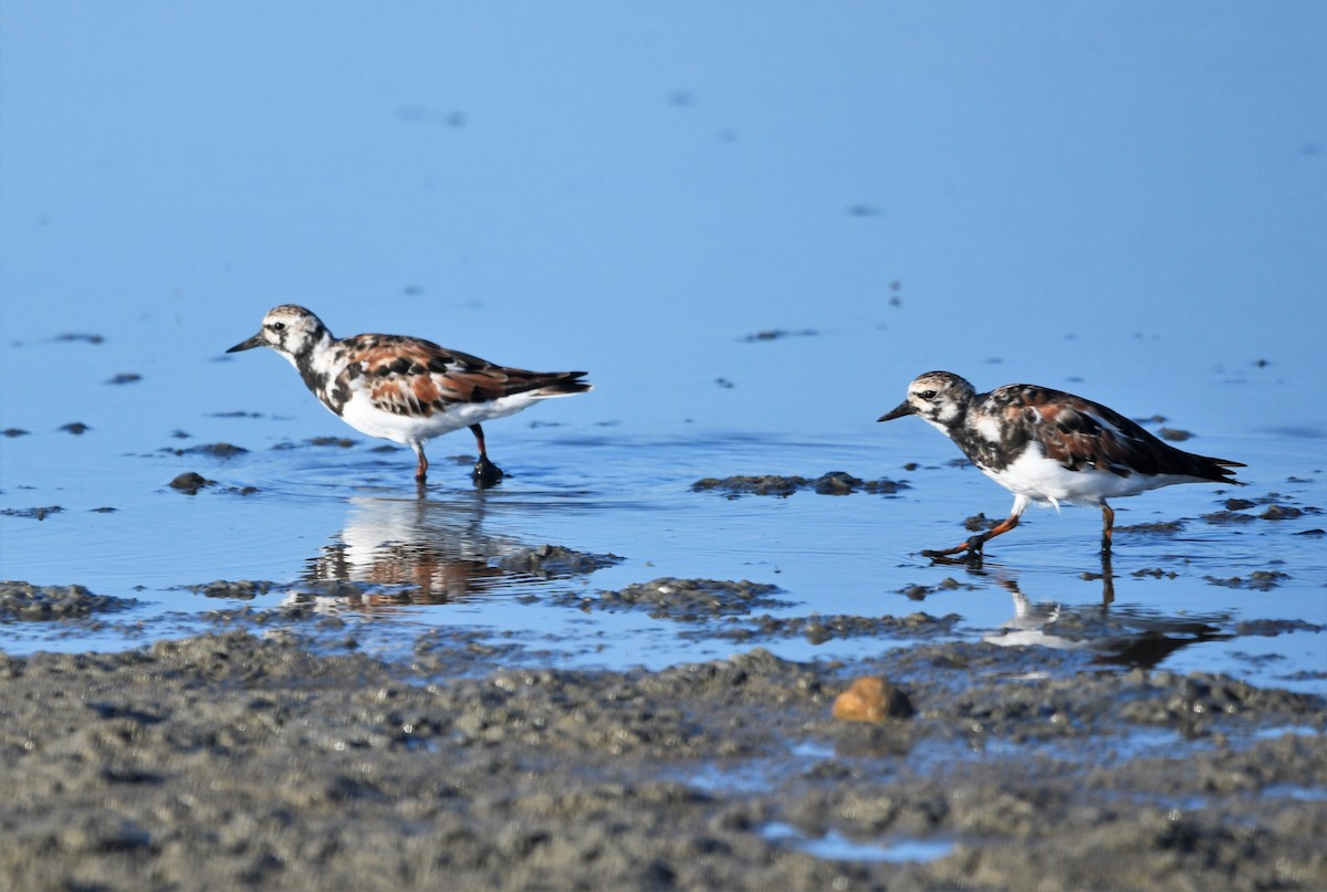 Ruddy Turnstone - ML590382531