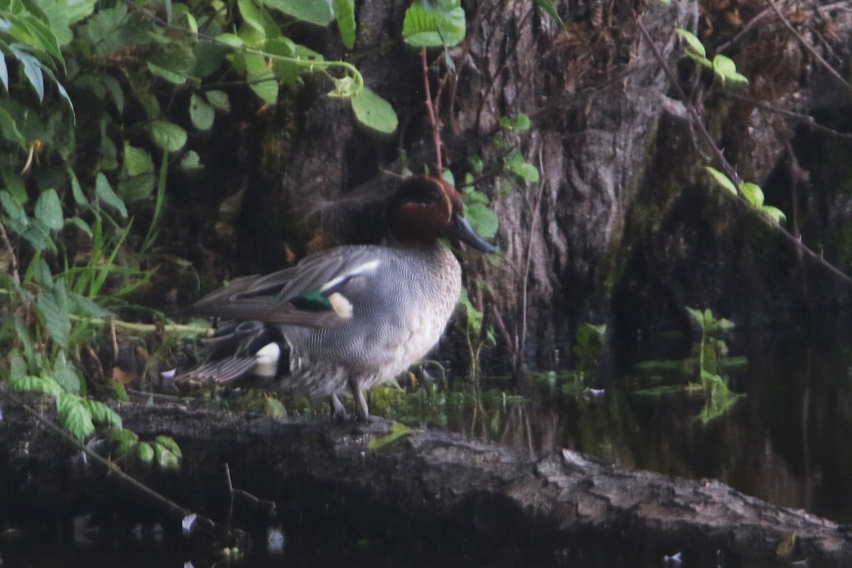 Green-winged Teal - ML590382631