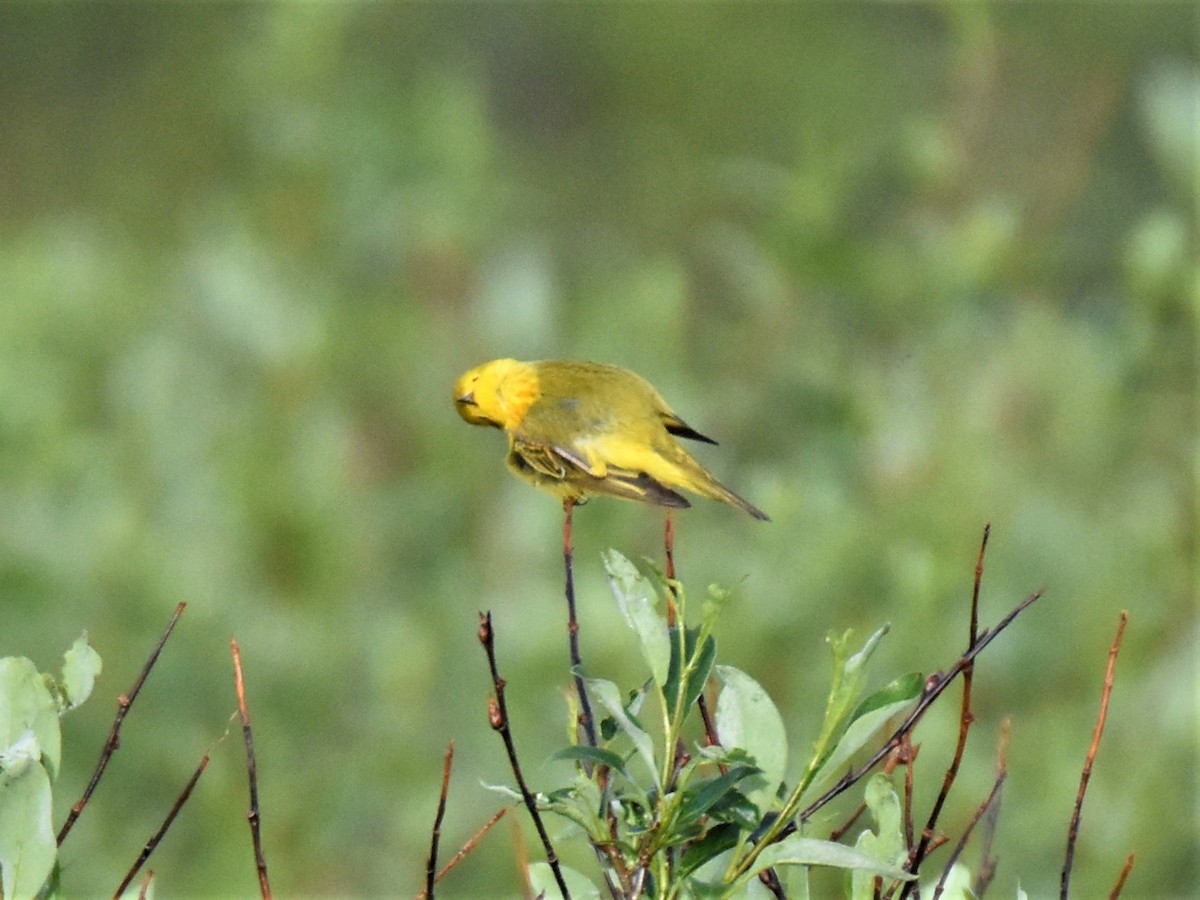 Yellow Warbler - ML590382831