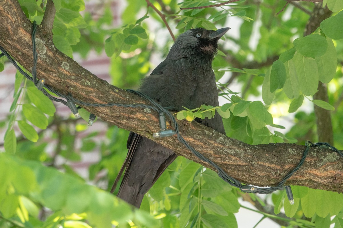 Eurasian Jackdaw - ML590383941