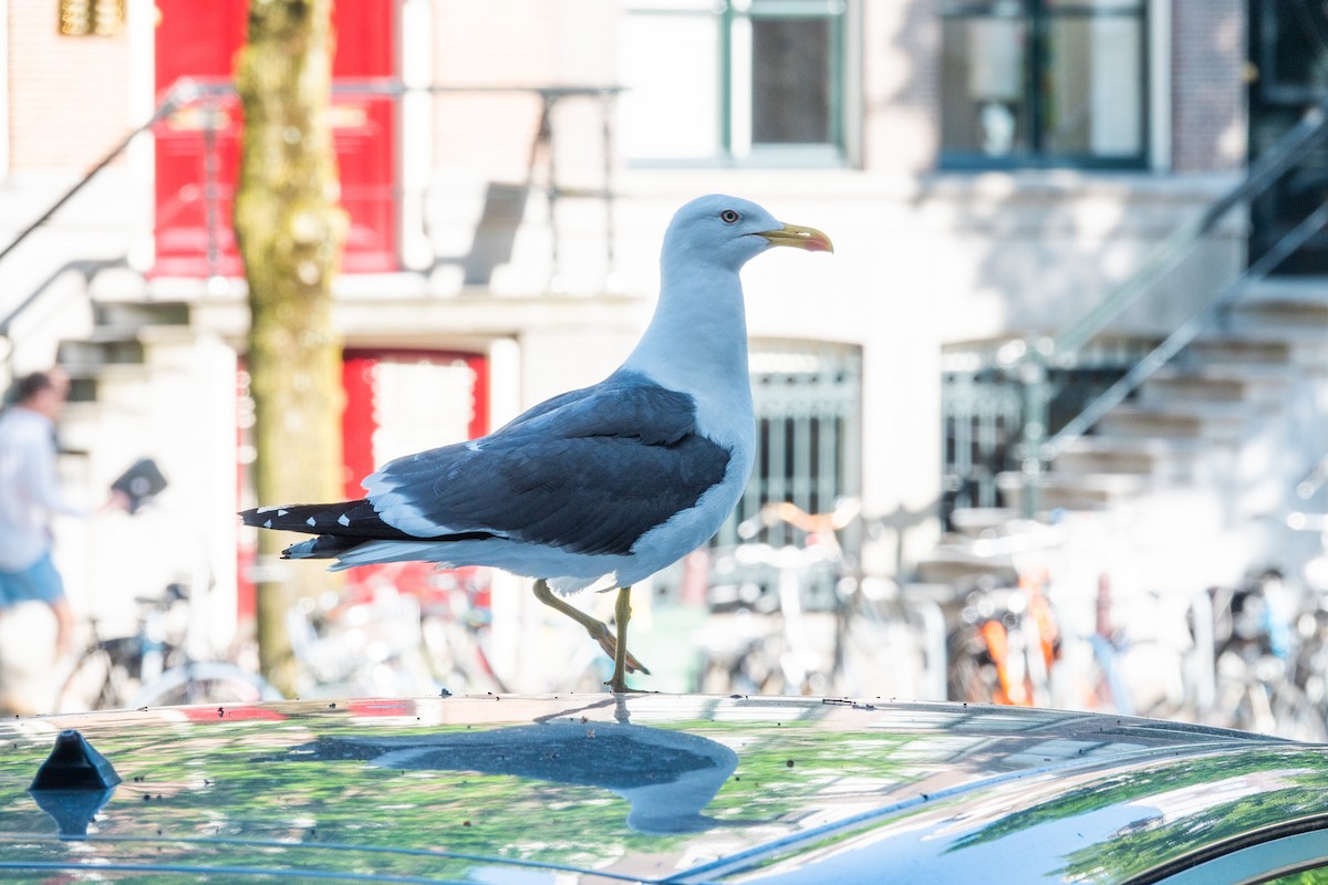 Lesser Black-backed Gull - ML590384141