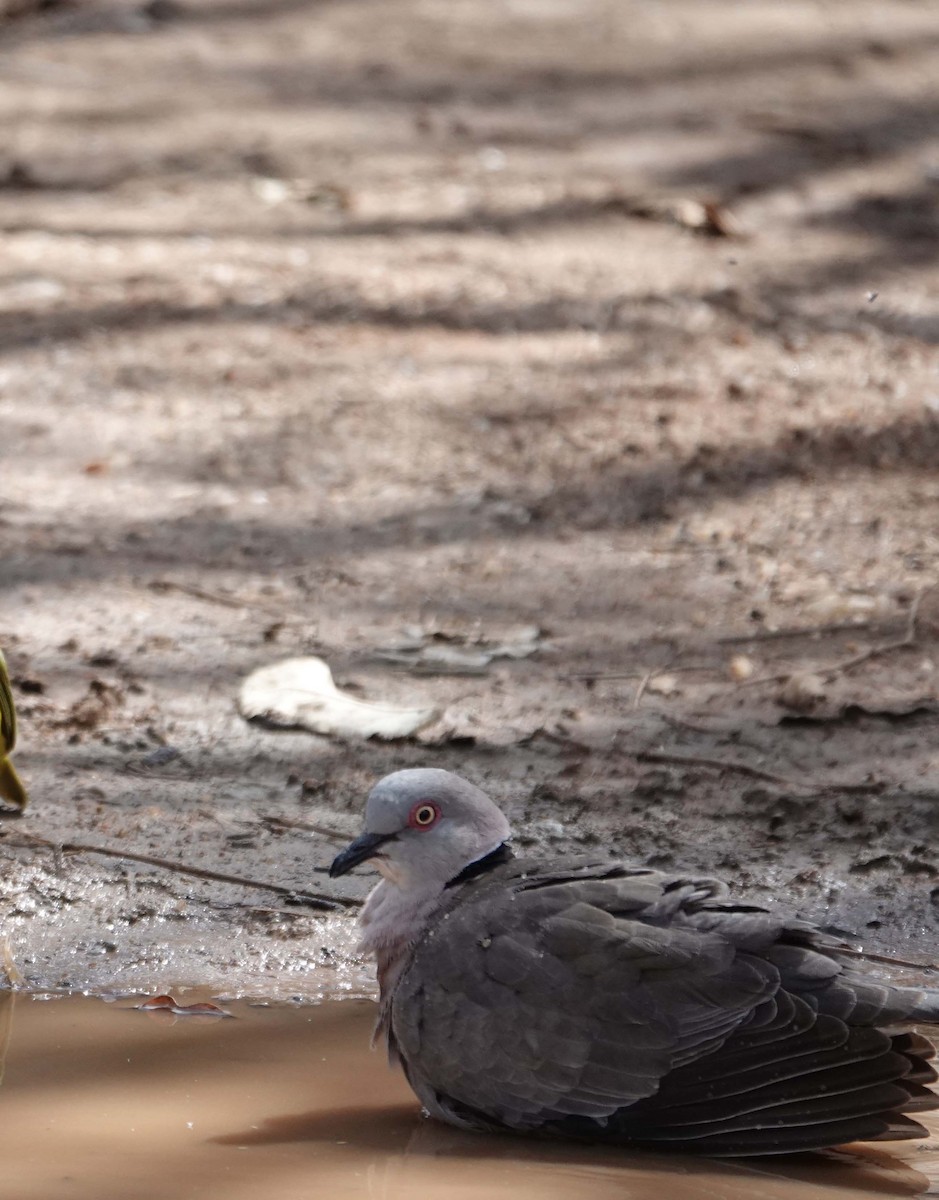 Mourning Collared-Dove - ML590384501